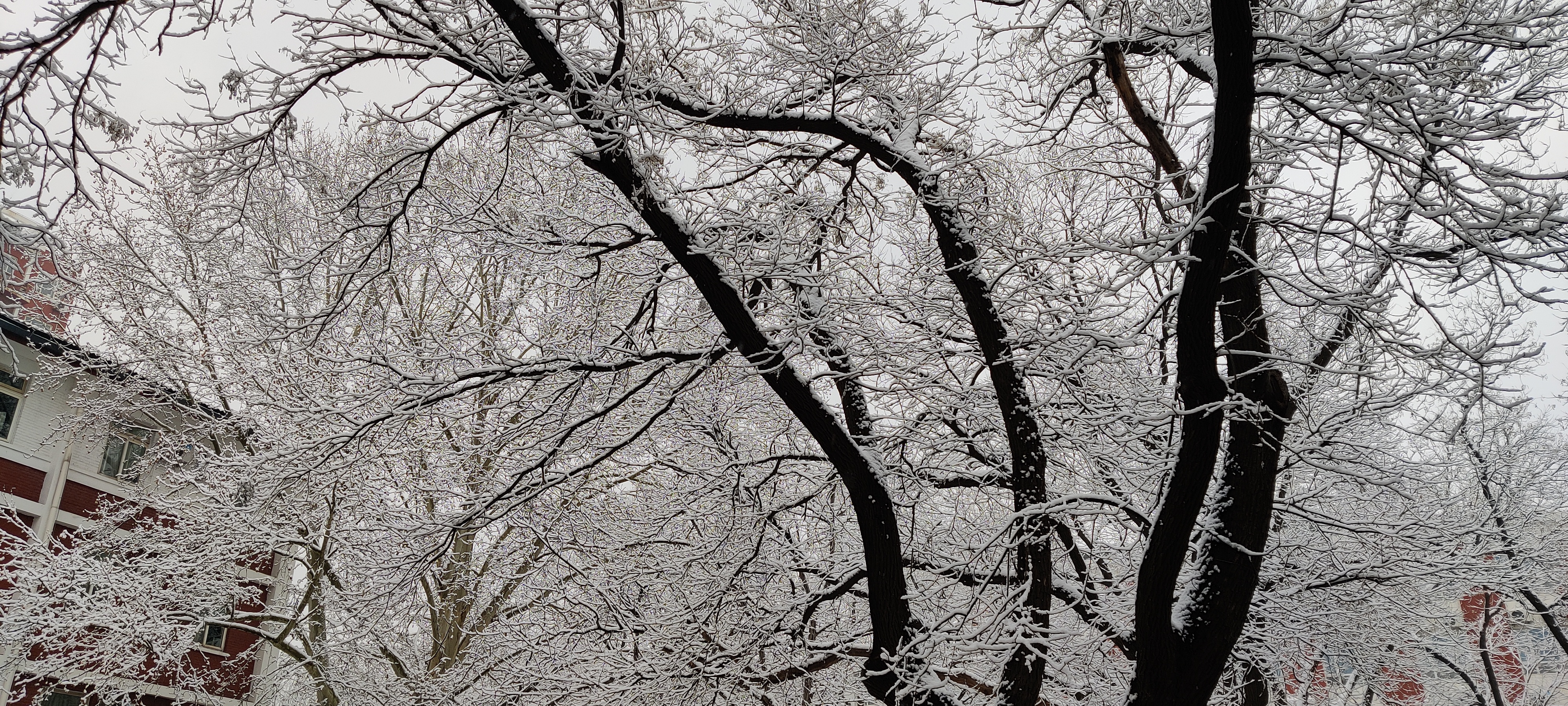 BNU Winter Scenery 师大冬景
